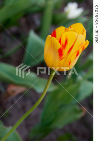 Close up of yellow tulip over green grass background 95665025