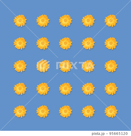 Pattern of yellow flowers isolated on blue background. Orange Calendula or Calendula officinalis flower with water drops after rain. Pattern of yellow flowers isolated on blue background. Orange Calendula or Calendula officinalis flower with water drops after rain. 95665120