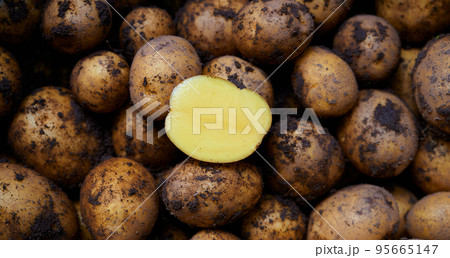 Pile of dirty raw unpeeled potatoes . Unadorned potato background. The cut half of one potato on top. 95665147