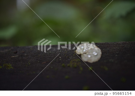 雨上がり 95665154