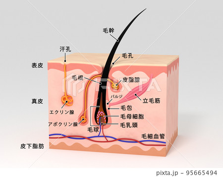 毛　毛髪　リアルCG　構造　皮膚　人体　説明有り 95665494