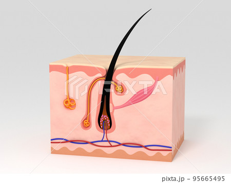 毛　毛髪　リアルCG　構造　皮膚　人体　 95665495