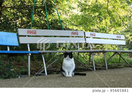 ねこ ねこ 95665881