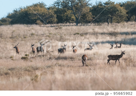 Red deer herd in Calden forest, La Pampa, Argentina. Red deer herd in Calden forest, La Pampa, Argentina. 95665902
