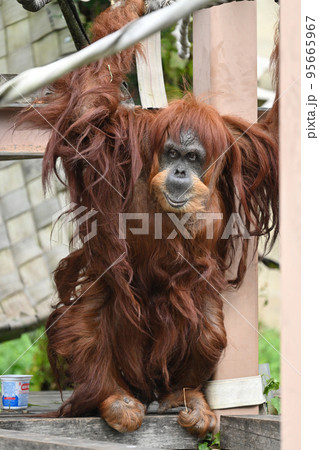 スマトラオランウータン 95665967