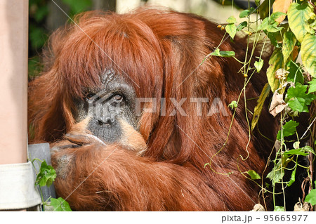 スマトラオランウータン スマトラオランウータン 95665977