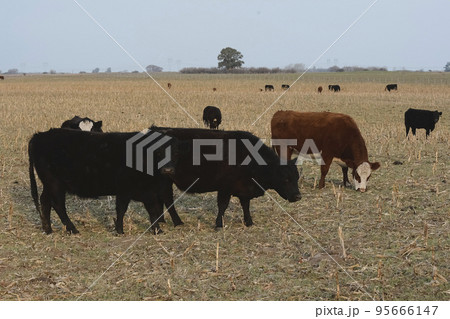 Cattle in Argentine countryside, Pampas, Argentina Cattle in Argentine countryside, Pampas, Argentina 95666147