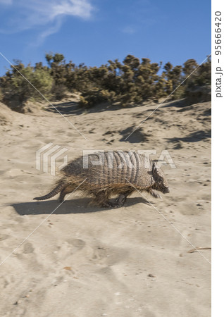 Hairy  desert environment, Peninsula Valdes, Patagonia, Argentina 95666420
