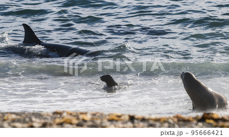 Killer whale hunting sea lions on the paragonian coast, Patagonia, Argentina 95666421