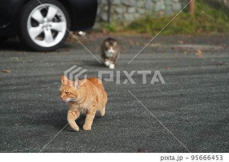 オス猫の茶トラを追いかけるキジトラ白のメス 95666453