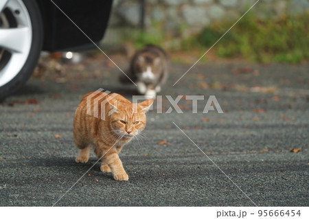 オス猫の茶トラを追いかけるキジトラ白のメス 95666454
