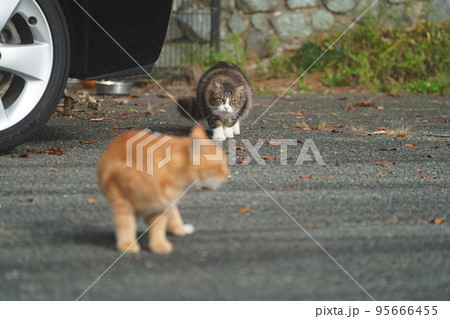 オス猫の茶トラを追いかけるキジトラ白のメス 95666455