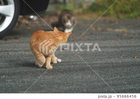 オス猫の茶トラを追いかけるキジトラ白のメス 95666456