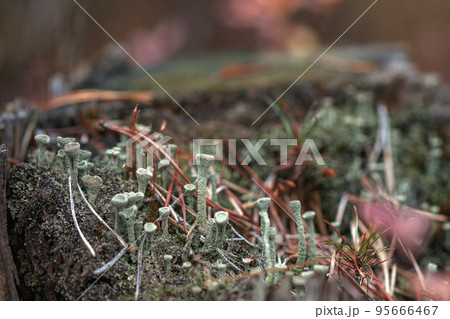 A group of green small mushrooms on a moss-covered stump in the forest. Autumn forest background A group of green small mushrooms on a moss-covered stump in the forest. Autumn forest background 95666467