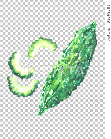 水彩畫苦瓜的插圖 95668681