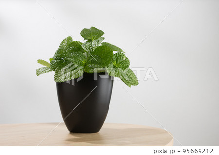 Mentha mint Mentha mint 95669212