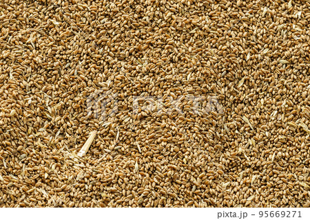 Pile of whole grain wheat kernels 95669271