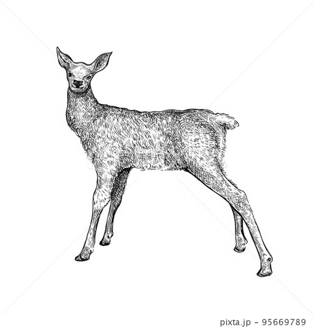Deer Hand drawn sketch 9 Deer Hand drawn sketch 9 95669789