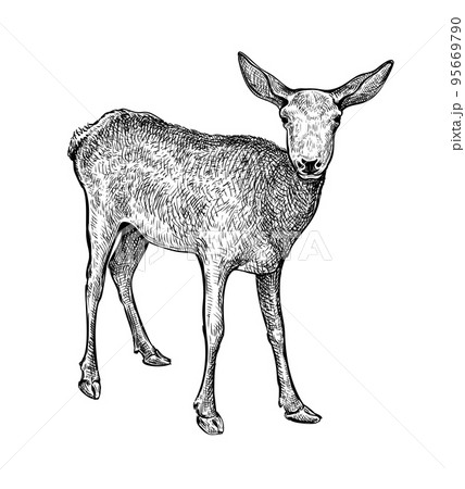 Deer Hand drawn sketch 10 Deer Hand drawn sketch 10 95669790