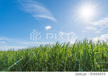 光り輝く太陽とサトウキビ畑 95669859