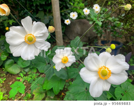 シュウメイギク(秋明菊)の花 95669883