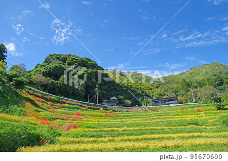 彼岸花咲く農村景観百選の福岡県等覚寺の棚田 彼岸花咲く農村景観百選の福岡県等覚寺の棚田 95670600