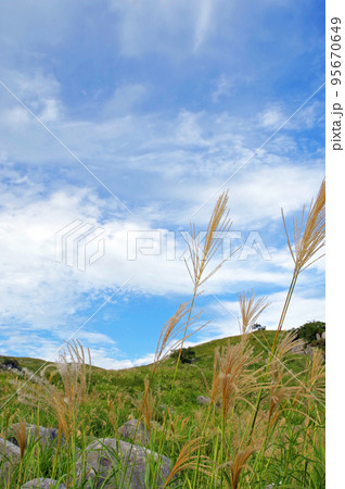 福岡県北九州市のススキが群生するカルスト台地平尾台 95670649