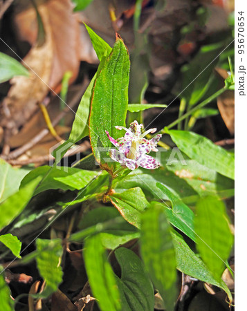 山野にひっそりと咲く多年草の植物ヤマジノホトトギス 95670654