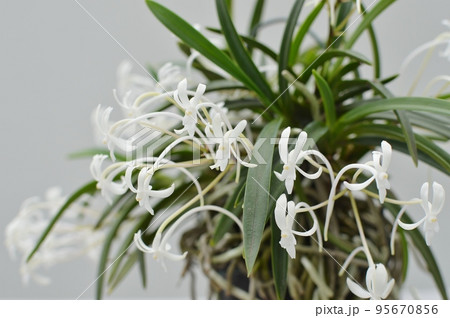 小さく白い風蘭の花 95670856
