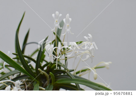 小さく白い風蘭の花  95670881