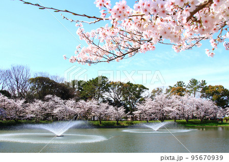 名古屋市、名城公園御深井池と桜の風景 名古屋市、名城公園御深井池と桜の風景 95670939
