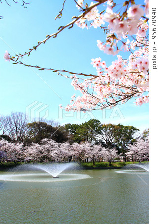 名古屋市、名城公園御深井池と桜の風景 95670940