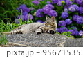 紫の紫陽花と猫 95671535