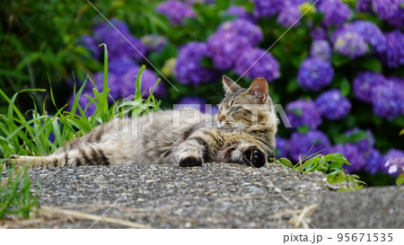 Ｎｏ．466  紫陽花飛びつき猫ちゃん No．466 紫陽花飛びつき猫ちゃん