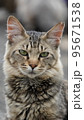 睨む猫 95671538