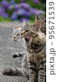 ごちそうさまでした。猫 95671539