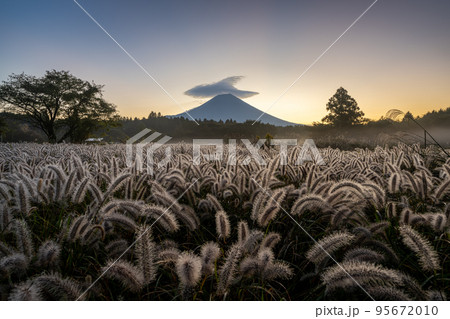 チカラシバと富士山　夜明け 95672010