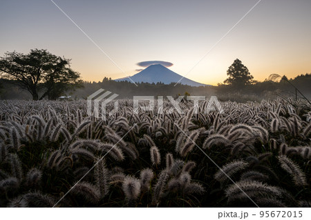 チカラシバと富士山　夜明け 95672015