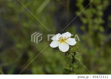 Shrubby Cinquefoil Abbotswood 95672311