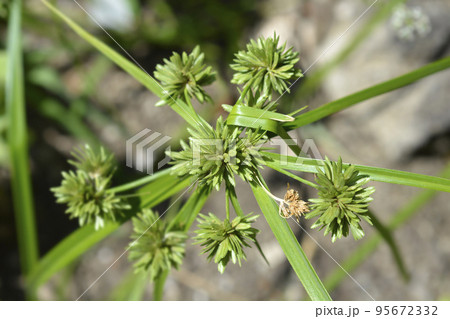 Tall flatsedge 95672332