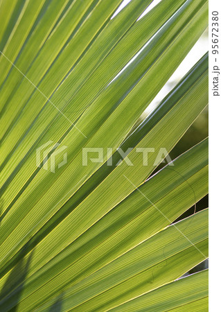 Sabal palm Sabal palm 95672380