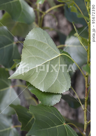Lombardy poplar 95672390