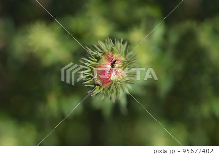 New England aster Andenken an Alma Potschke New England aster Andenken an Alma Potschke 95672402