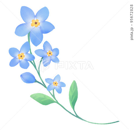 勿忘草 勿忘草 95672828