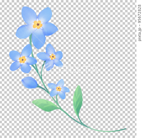 勿忘草 勿忘草 95672828