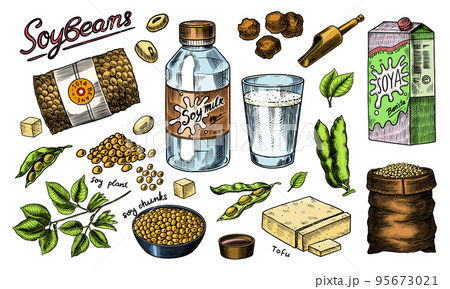 Soya beans. Milk and tofu. Soybean sketch. Pod on plant. Nuts and seeds in sack. Detailed vegetarian Soya beans. Milk and tofu. Soybean sketch. Pod on plant. Nuts and seeds in sack. Detailed vegetarian 95673021