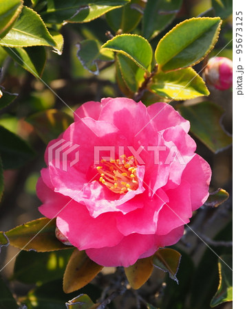美しいサザンカ　(Camellia sasanqua) 95673125