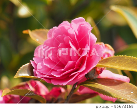 美しいサザンカ (Camellia sasanqua) 美しいサザンカ (Camellia sasanqua) 95673169