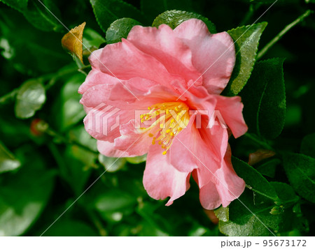 美しいサザンカ　(Camellia sasanqua) 95673172