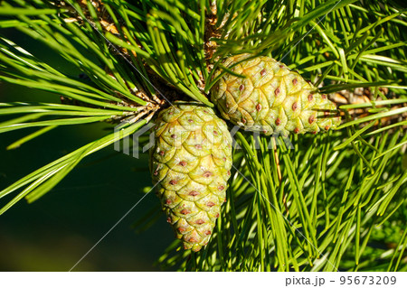 緑のまつぼっくり 95673209